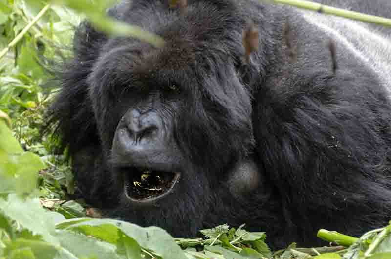 Gorila - selva de Virunga - parque nacional de los Volcanes - Ruanda 14.jpg